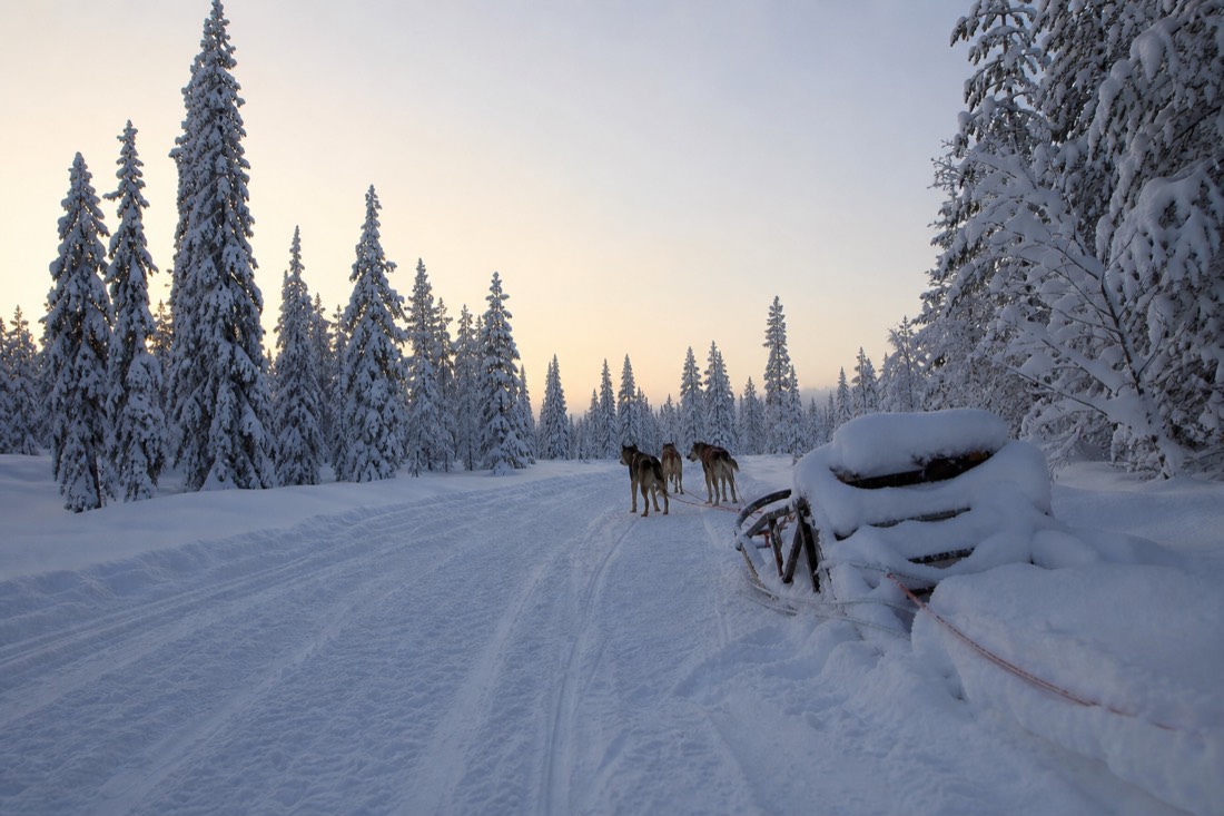 Snow-covered Finnish Lapland landscape in natural winter light