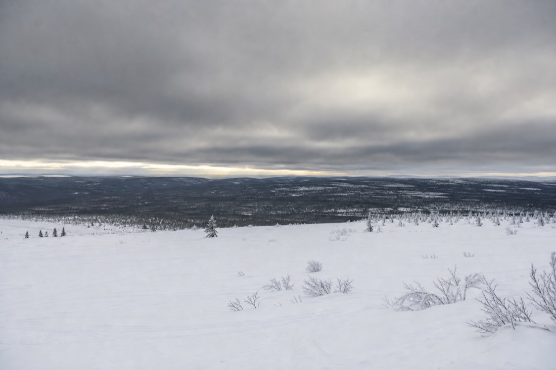 Un vaste champ de neige de Laponie sous un ciel lourd, ligne d’arbres lointaine