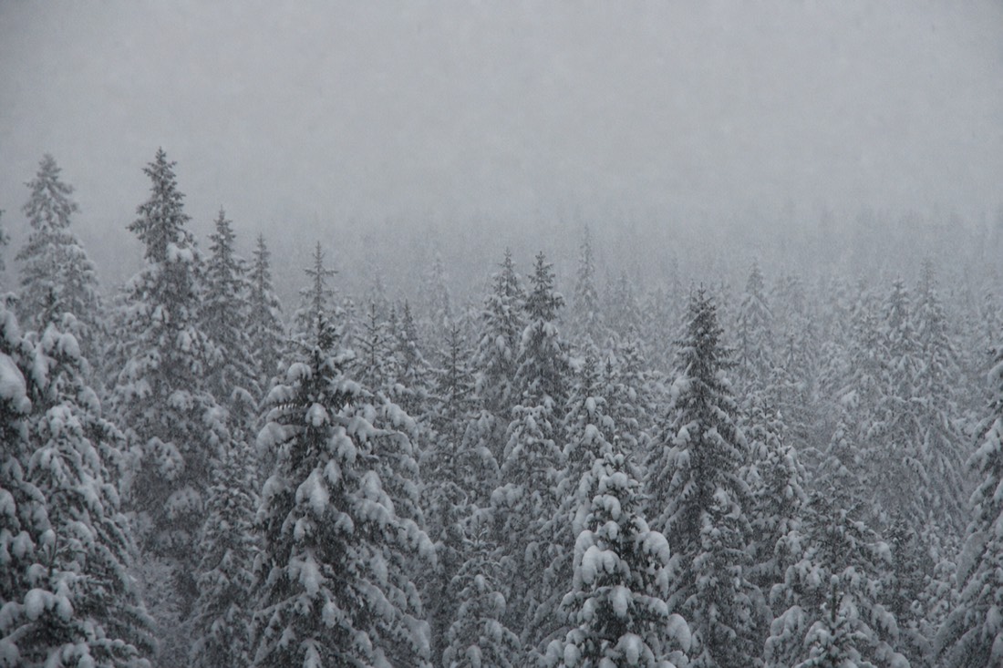 Snowfall over a dense Lapland forest, visibility short, soft grey light