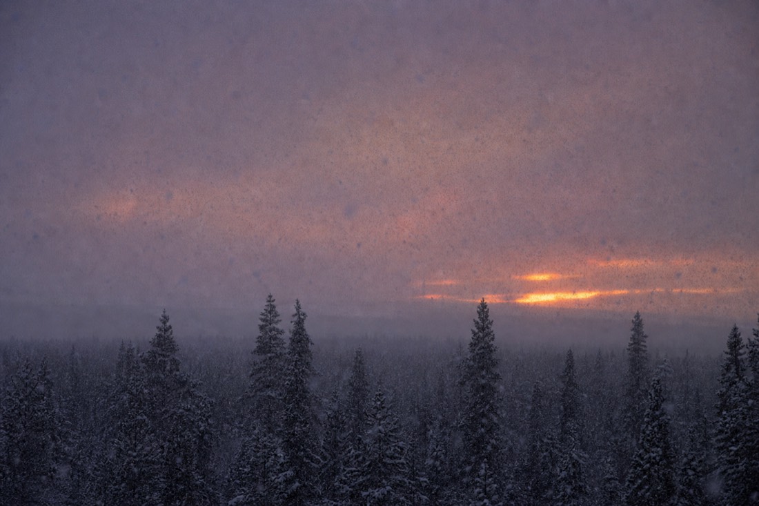 Heavy snow falling over Lapland forest landscape at dusk, dramatic winter storm conditions, authentic cold climate