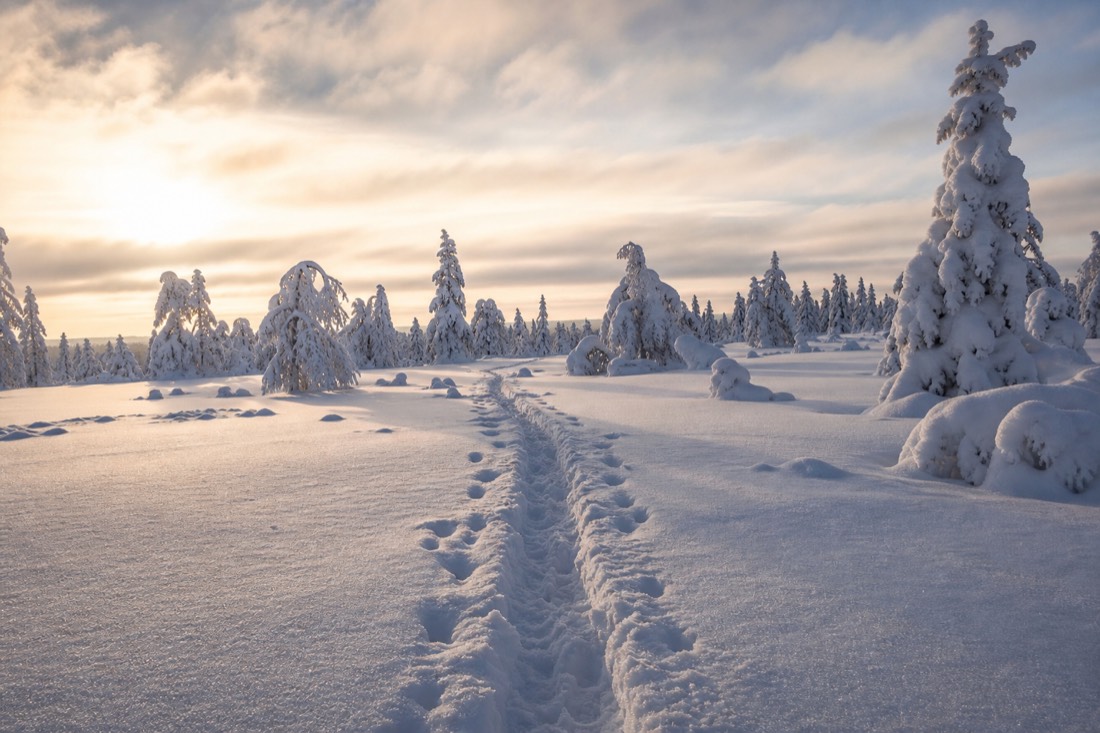 Snow-covered Finnish Lapland landscape in natural winter light