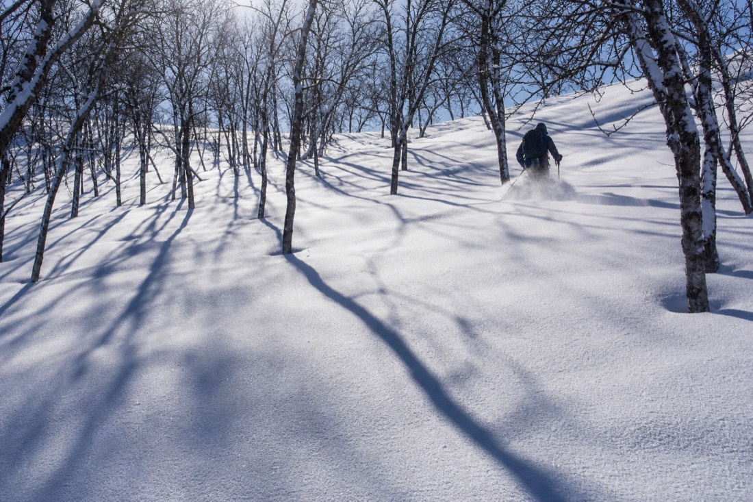 Tiefes, unberührtes Pulverschnee in einem Lappland-Birkenwäldchen, lange blaue Schatten im tiefen Wintersonnenlicht