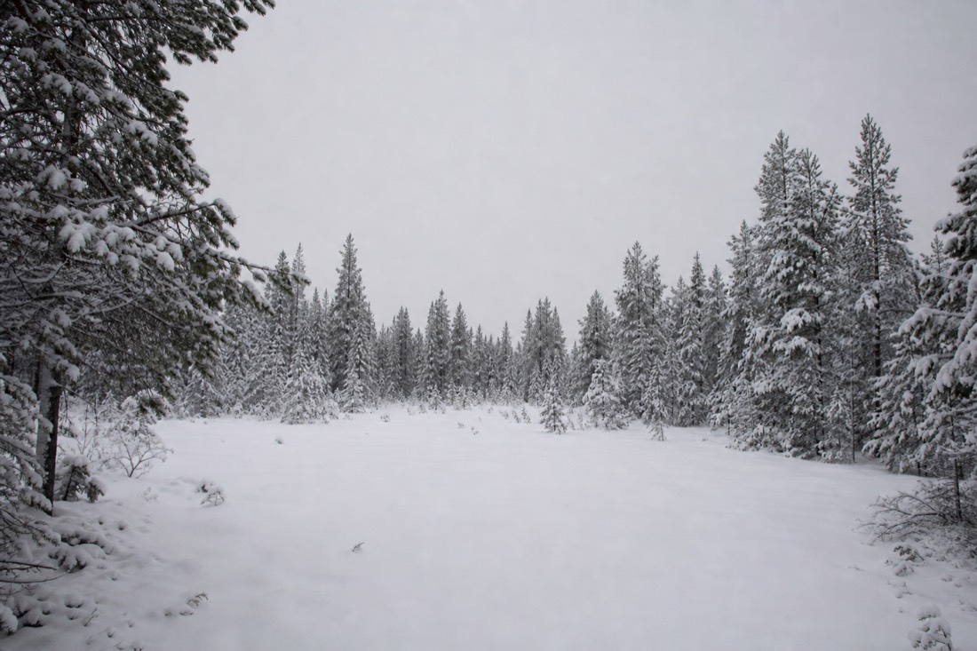 Eine schneebedeckte Lichtung in Finnisch-Lappland, umgeben von Fichten, bei bewölktem Himmel