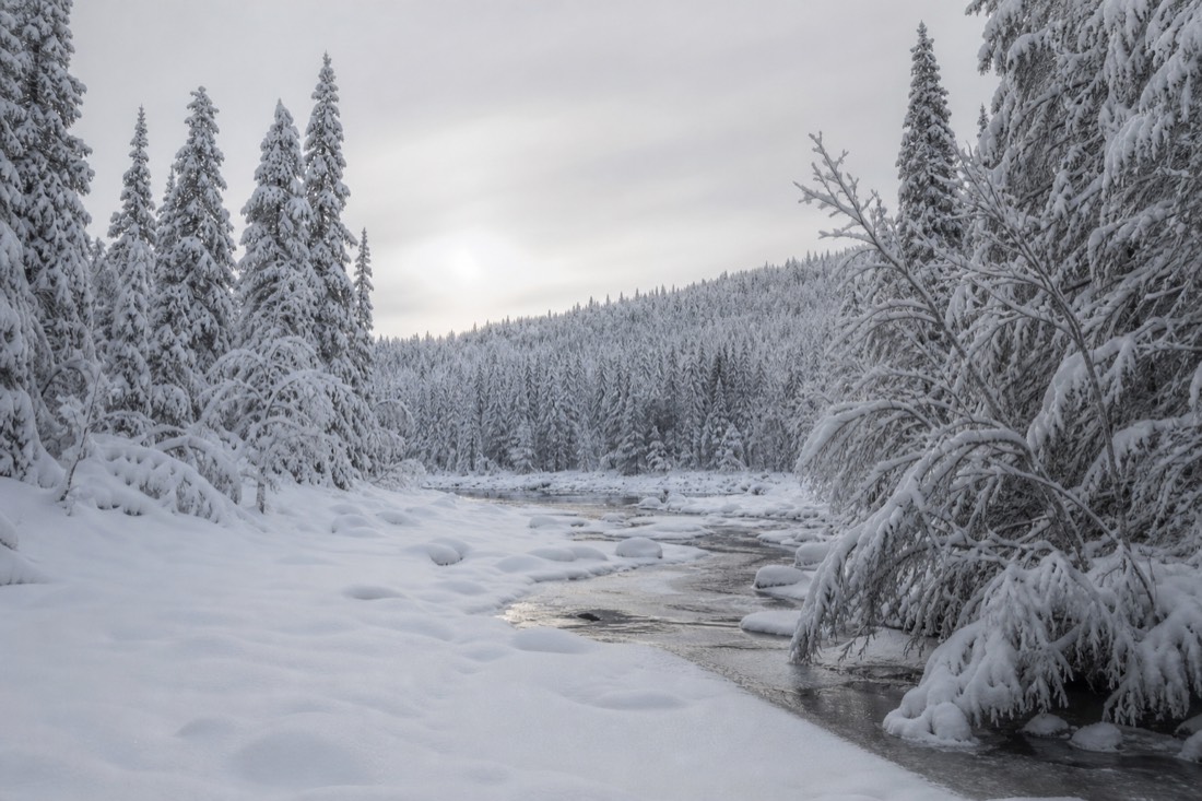 Snow-covered Finnish Lapland landscape in natural winter light