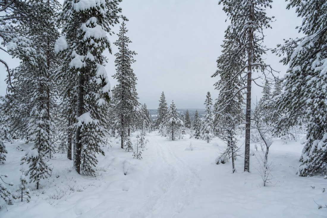 Schneebedeckte Landschaft von Finnisch-Lappland im natürlichen Winterlicht