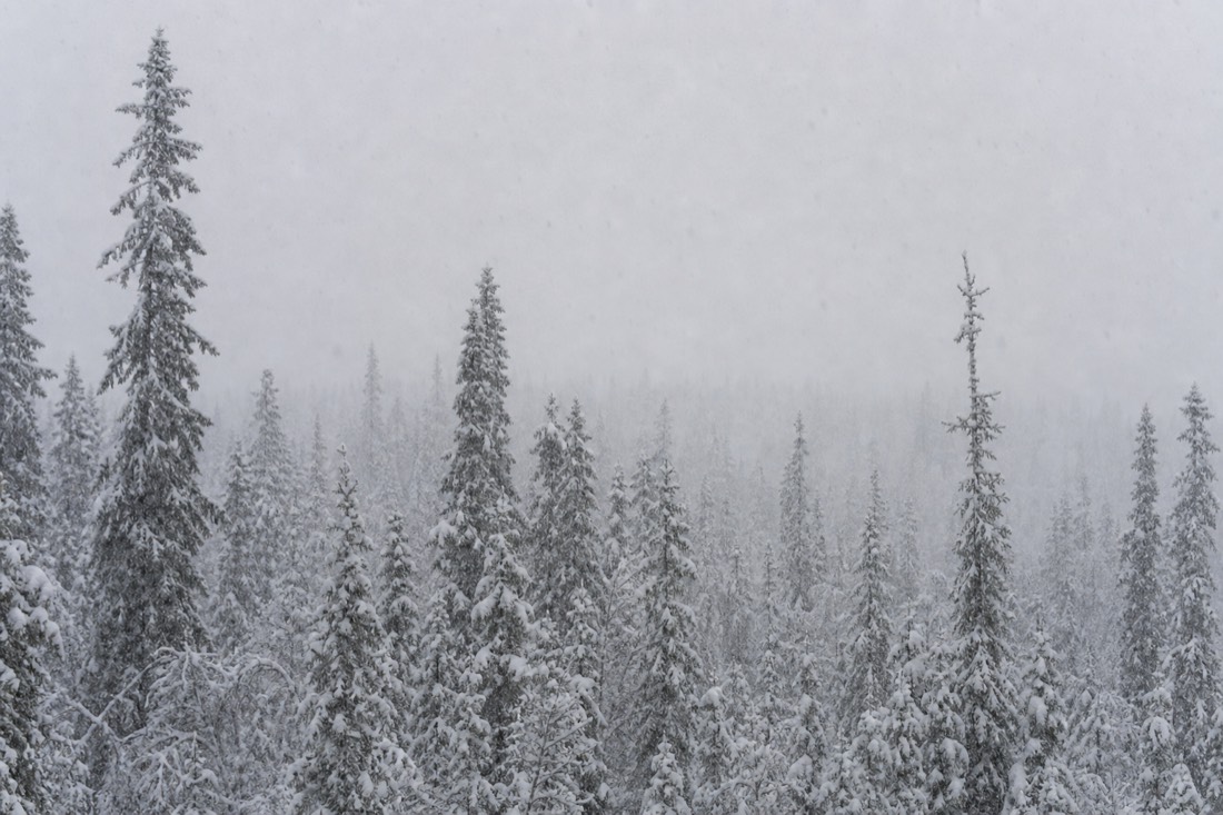 Schneefall über einem dichten Lappland-Wald, Sichtweite gering, sanftes graues Licht