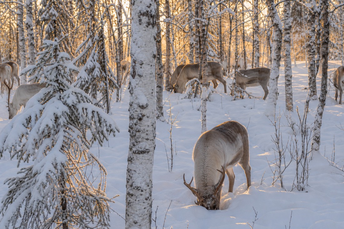 A reindeer herd grazing in deep snow among Arctic birch and spruce trees in Finnish Lapland at golden hour