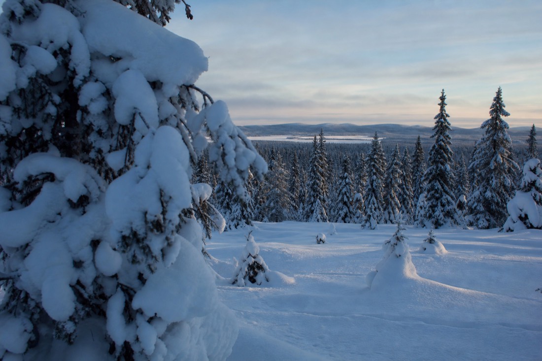 Snow-covered Finnish Lapland landscape in natural winter light