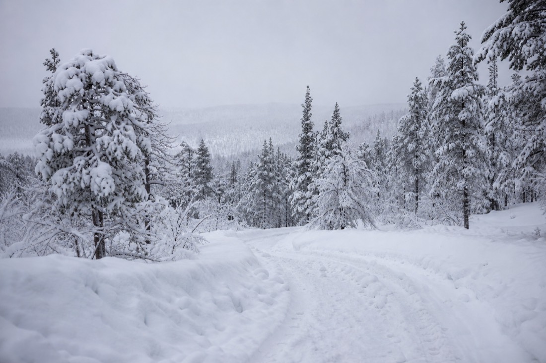 Snow-covered Finnish Lapland landscape in natural winter light