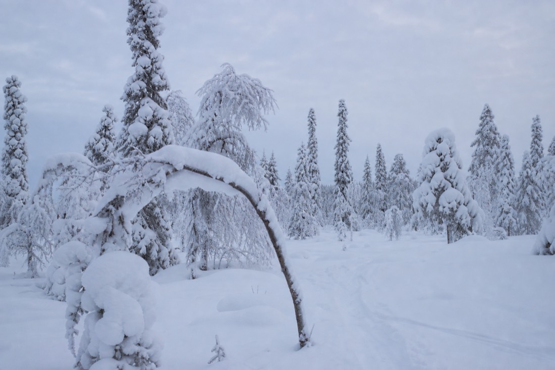 Snow-covered Finnish Lapland landscape in natural winter light