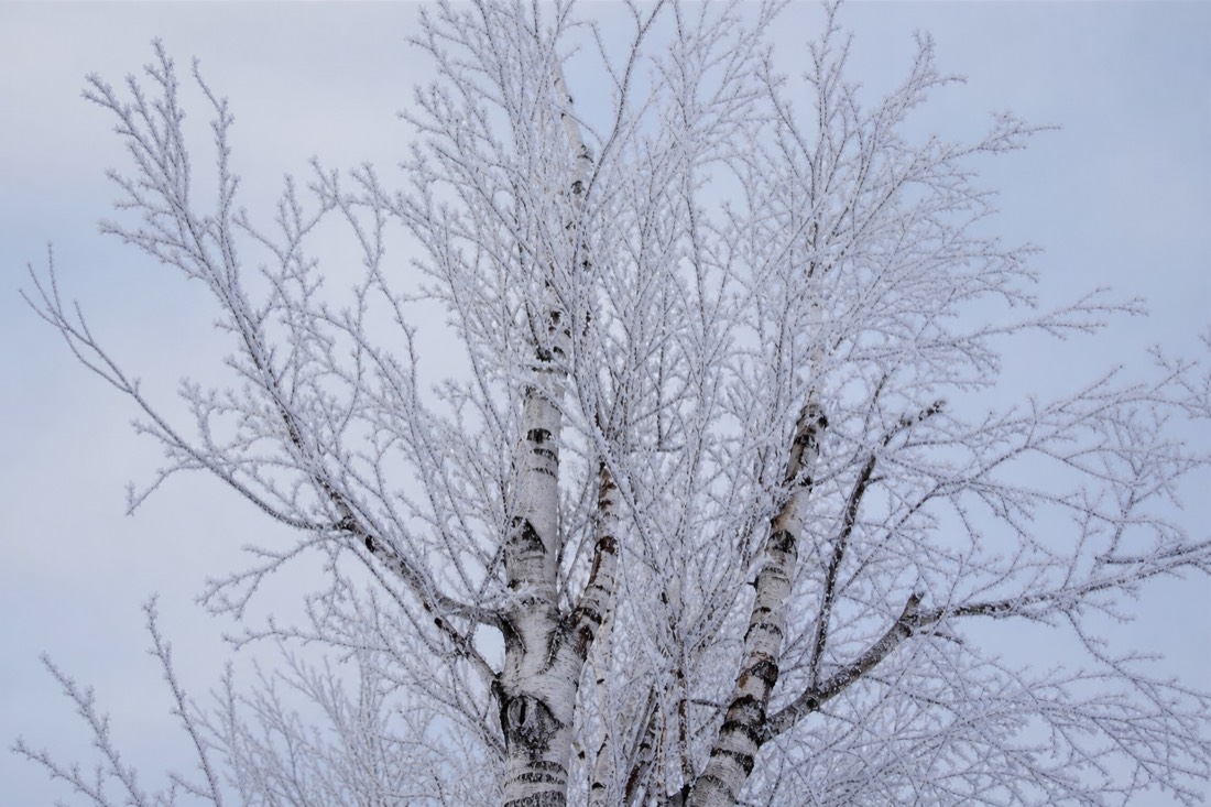 Abedules árticos desnudos contra un cielo invernal pálido, con escarcha en cada rama